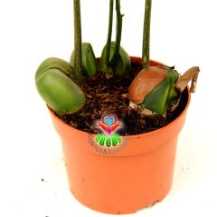 Tropikal Ağaç - Castanospermum Australe - Önce Sarı sonra Turunculaşıp Kırmızı Renk Alan Çiçek Açar 12 cm Saksıda 30+ cm Uzunlukta