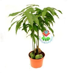 Tropikal Ağaç - Castanospermum Australe - Önce Sarı sonra Turunculaşıp Kırmızı Renk Alan Çiçek Açar 12 cm Saksıda 30+ cm Uzunlukta