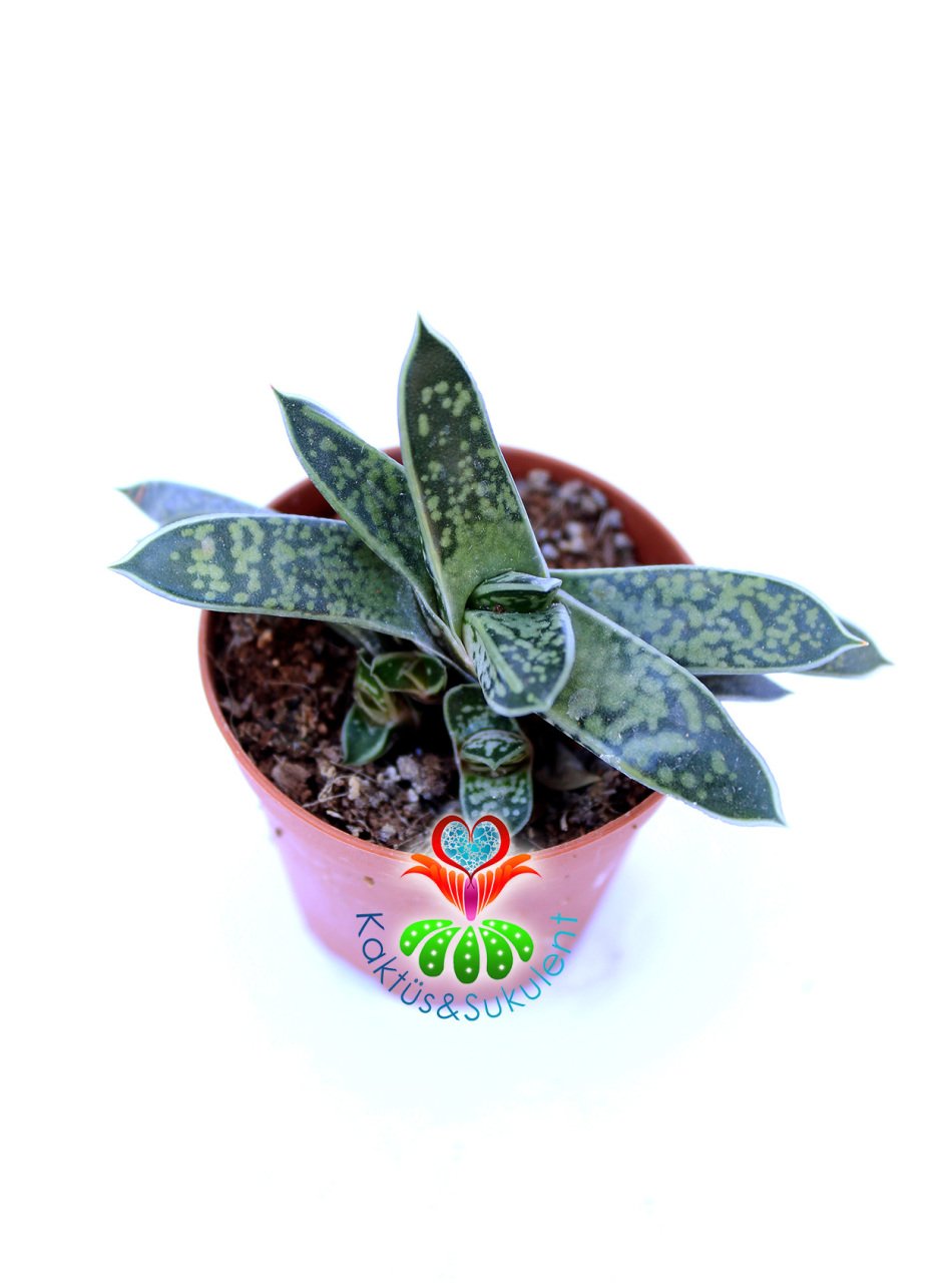 Gasteria Bicolor var. liliputiana parlak 5,5 cm Saksılı Dayanıklı Tür Sukulent