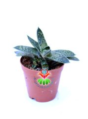 Gasteria Bicolor var. liliputiana parlak 5,5 cm Saksılı Dayanıklı Tür Sukulent