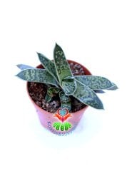 Gasteria Bicolor var. liliputiana parlak 5,5 cm Saksılı Dayanıklı Tür Sukulent