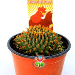 Altın Yumurta Kaktüs, Mammillaria Camptotricha cv. Bru -8,5 cm Saksıda Sıradışı Altın Rengi Dikenli Beyaz Renk Çiçek Açar