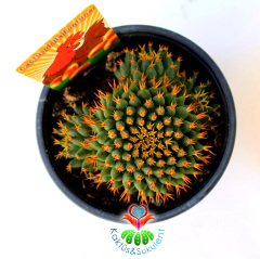 Altın Yumurta Kaktüs, Mammillaria Camptotricha cv. Bru -8,5 cm Saksıda Sıradışı Altın Rengi Dikenli Beyaz Renk Çiçek Açar