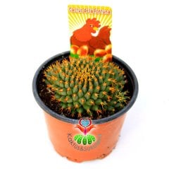 Altın Yumurta Kaktüs, Mammillaria Camptotricha cv. Bru -8,5 cm Saksıda Sıradışı Altın Rengi Dikenli Beyaz Renk Çiçek Açar