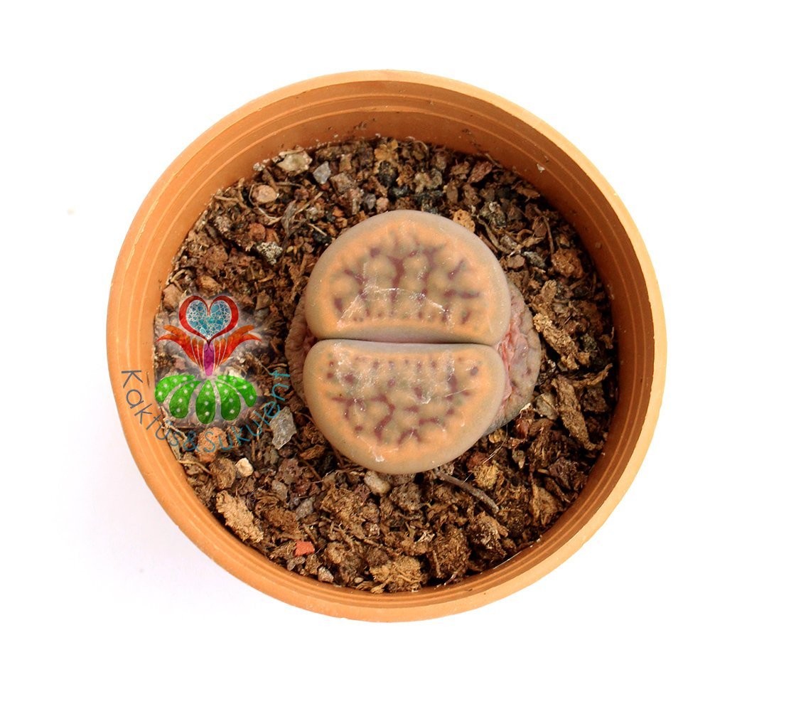 Lithops Karasmontana -Koyu Renk -5,5 cm Saksıda -Yaşayan Taş Kaktüs-Altıntaş-Sarı Renk Çiçek Açar