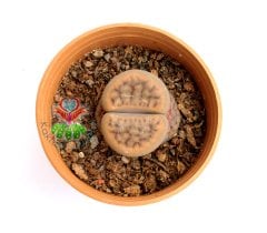 Lithops Karasmontana -Koyu Renk -5,5 cm Saksıda -Yaşayan Taş Kaktüs-Altıntaş-Sarı Renk Çiçek Açar