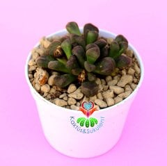 Aloinopsis Schooneesii - Çok Çok Nadir Tür Mesemb- Taş Kaktüs-7 cm Saksıda Lithops
