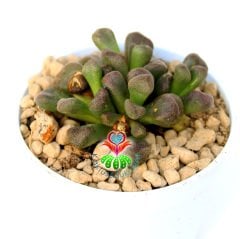 Aloinopsis Schooneesii - Çok Çok Nadir Tür Mesemb- Taş Kaktüs-7 cm Saksıda Lithops