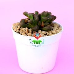Aloinopsis Schooneesii - Çok Çok Nadir Tür Mesemb- Taş Kaktüs-7 cm Saksıda Lithops