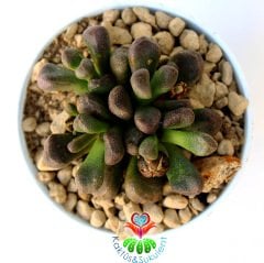 Aloinopsis Schooneesii - Çok Çok Nadir Tür Mesemb- Taş Kaktüs-7 cm Saksıda Lithops