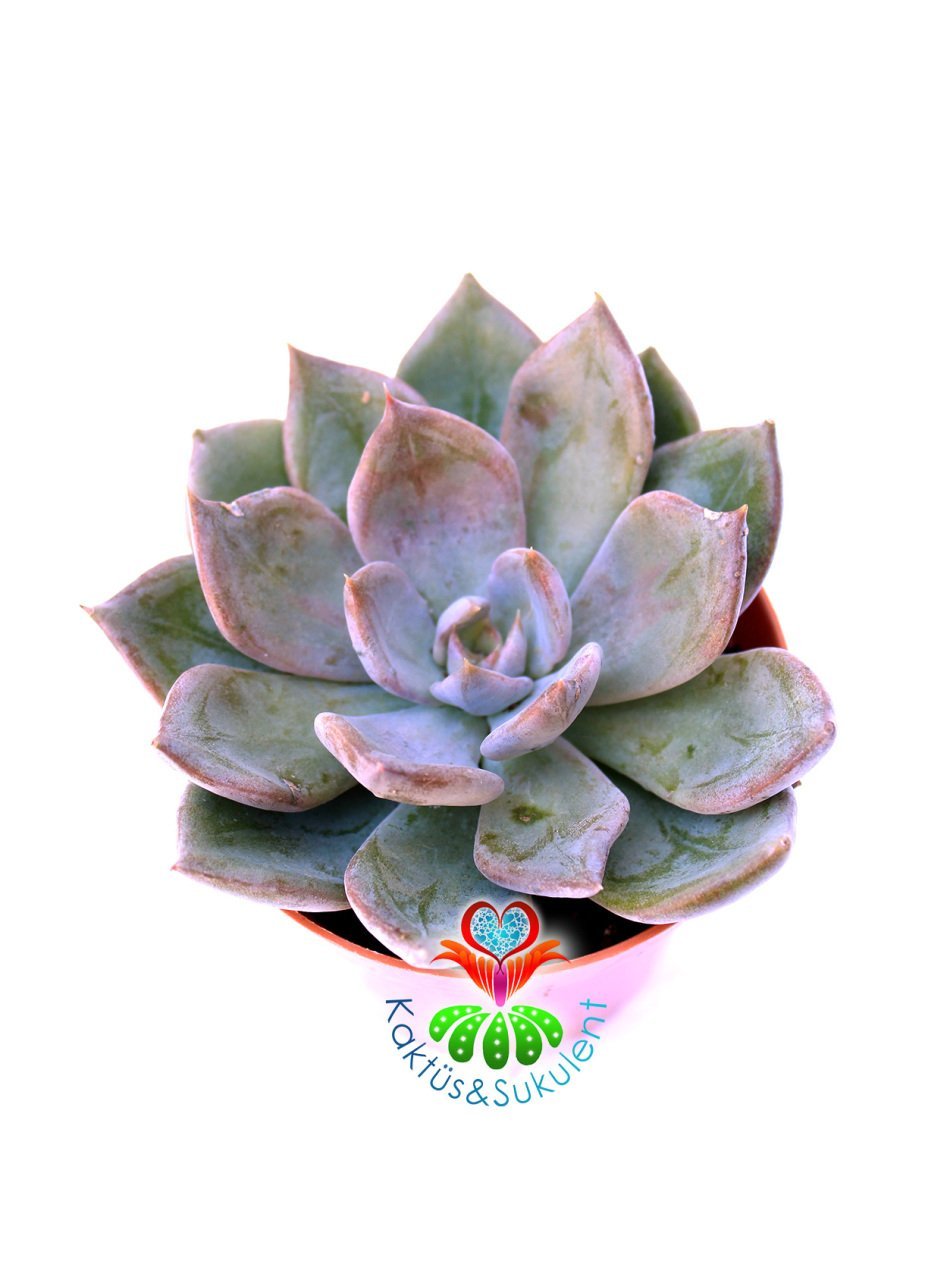 Sukulent, Pachyphytum 'Bill Baker' - Beyaz Gri Yapraklı - 8 cm Saksıda