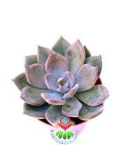 Sukulent, Pachyphytum 'Bill Baker' - Beyaz Gri Yapraklı - 8 cm Saksıda