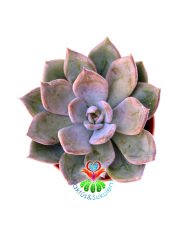 Sukulent, Pachyphytum 'Bill Baker' - Beyaz Gri Yapraklı - 8 cm Saksıda