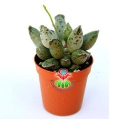 Fantastik Yapraklı Sukulent, Adromischus Festivus Sıradışı Renkli ve Formlu 5,5 cm Saksıda Özel Tür