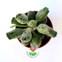 Fantastik Yapraklı Sukulent, Adromischus Festivus Sıradışı Renkli ve Formlu 5,5 cm Saksıda Özel Tür