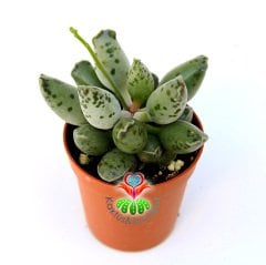 Fantastik Yapraklı Sukulent, Adromischus Festivus Sıradışı Renkli ve Formlu 5,5 cm Saksıda Özel Tür