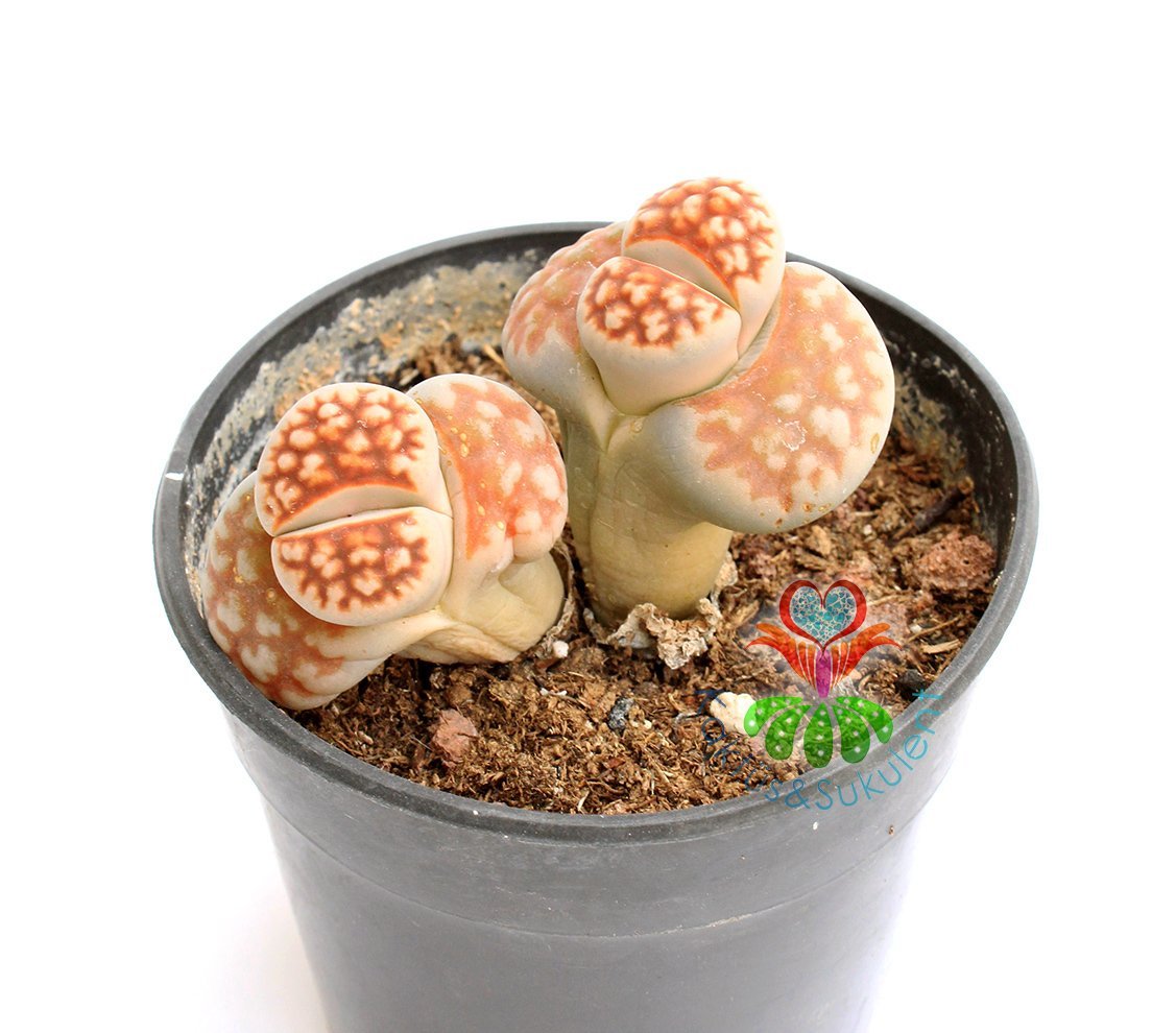 Lithops Karasmontana -Turuncu Renk -5,5 cm Saksıda -Yaşayan Taş Kaktüs-Altıntaş-Sarı Renk Çiçek Açar