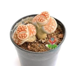 Lithops Karasmontana -Turuncu Renk -5,5 cm Saksıda -Yaşayan Taş Kaktüs-Altıntaş-Sarı Renk Çiçek Açar