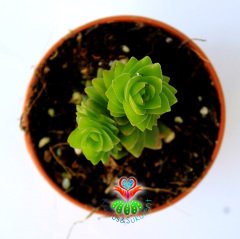 Sukulent, Crassula Capitella -Çok Nadir Tür Sukulent 5,5 cm Saksıda- Piramit Formlu