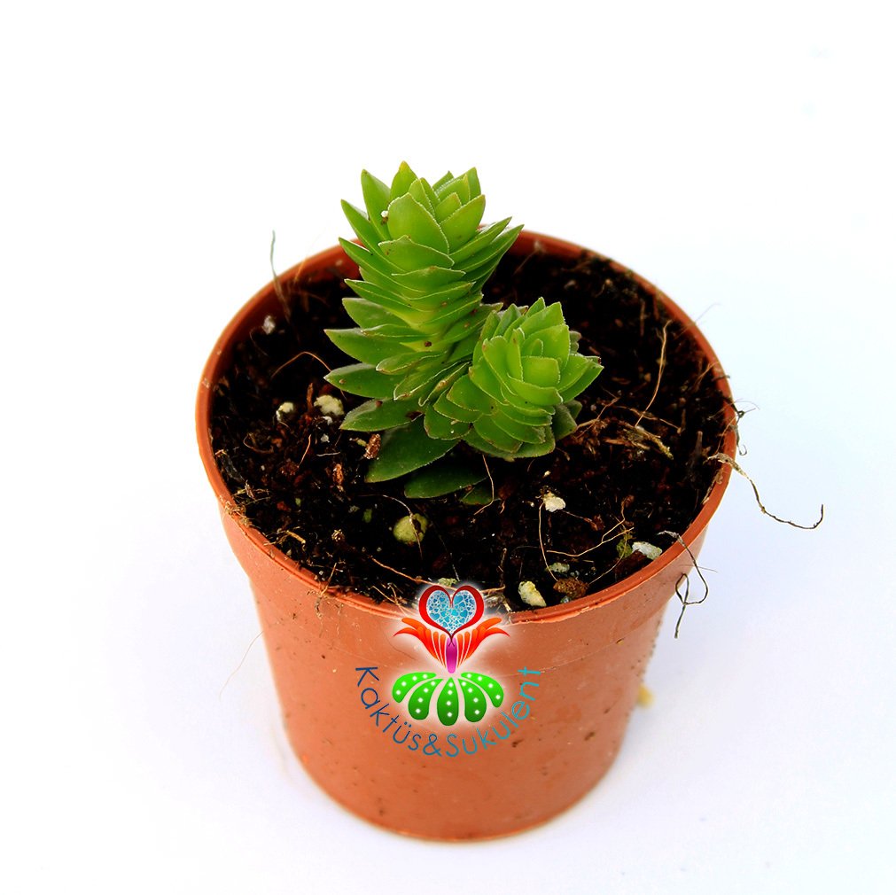 Sukulent, Crassula Capitella -Çok Nadir Tür Sukulent 5,5 cm Saksıda- Piramit Formlu