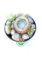Sempervivum Arachnoideum Spider Hairy Örümcek Ağı Görünümlü Sukulent 8 cm Saksı Dolusu