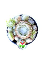Sempervivum Arachnoideum Spider Hairy Örümcek Ağı Görünümlü Sukulent 8 cm Saksı Dolusu