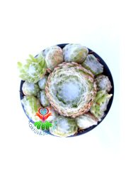 Sempervivum Arachnoideum Spider Hairy Örümcek Ağı Görünümlü Sukulent 8 cm Saksı Dolusu