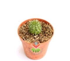 Euphorbia Susannae (Suzannae)-Yavru Vererek Büyür-Nadir Tür-5,5 cm saksıda-Teraryum, Sukulent