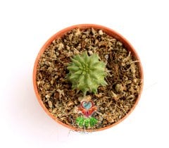 Euphorbia Susannae (Suzannae)-Yavru Vererek Büyür-Nadir Tür-5,5 cm saksıda-Teraryum, Sukulent