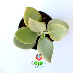 Beyaz Yapraklı Sukulent, Kalanchoe Hildebrandtii Silver Spoon - Gümüş Kaşık 5,5 cm Saksıda Çok Şık