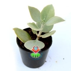 Beyaz Yapraklı Sukulent, Kalanchoe Hildebrandtii Silver Spoon - Gümüş Kaşık 5,5 cm Saksıda Çok Şık