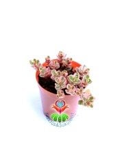Sedum Spurium Tricolor Mükemmel Renk Tonları alır Mini Çiçek Yapraklı-5,5 cm Saksıda Soğuğa ve Susuzluğa Dayanıklı Tür