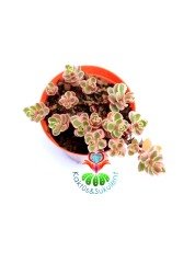 Sedum Spurium Tricolor Mükemmel Renk Tonları alır Mini Çiçek Yapraklı-5,5 cm Saksıda Soğuğa ve Susuzluğa Dayanıklı Tür