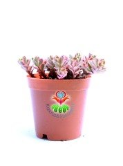 Sedum Spurium Tricolor Mükemmel Renk Tonları alır Mini Çiçek Yapraklı-5,5 cm Saksıda Soğuğa ve Susuzluğa Dayanıklı Tür