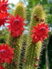 Cleistocactus Samaipatanus 10,5 cm Saksılı Kırmızı Çiçek Açar Sütun Kaktüs