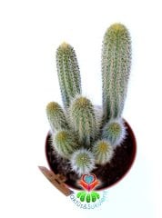 Cleistocactus Samaipatanus 10,5 cm Saksılı Kırmızı Çiçek Açar Sütun Kaktüs