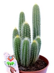 Cleistocactus Samaipatanus 10,5 cm Saksılı Kırmızı Çiçek Açar Sütun Kaktüs
