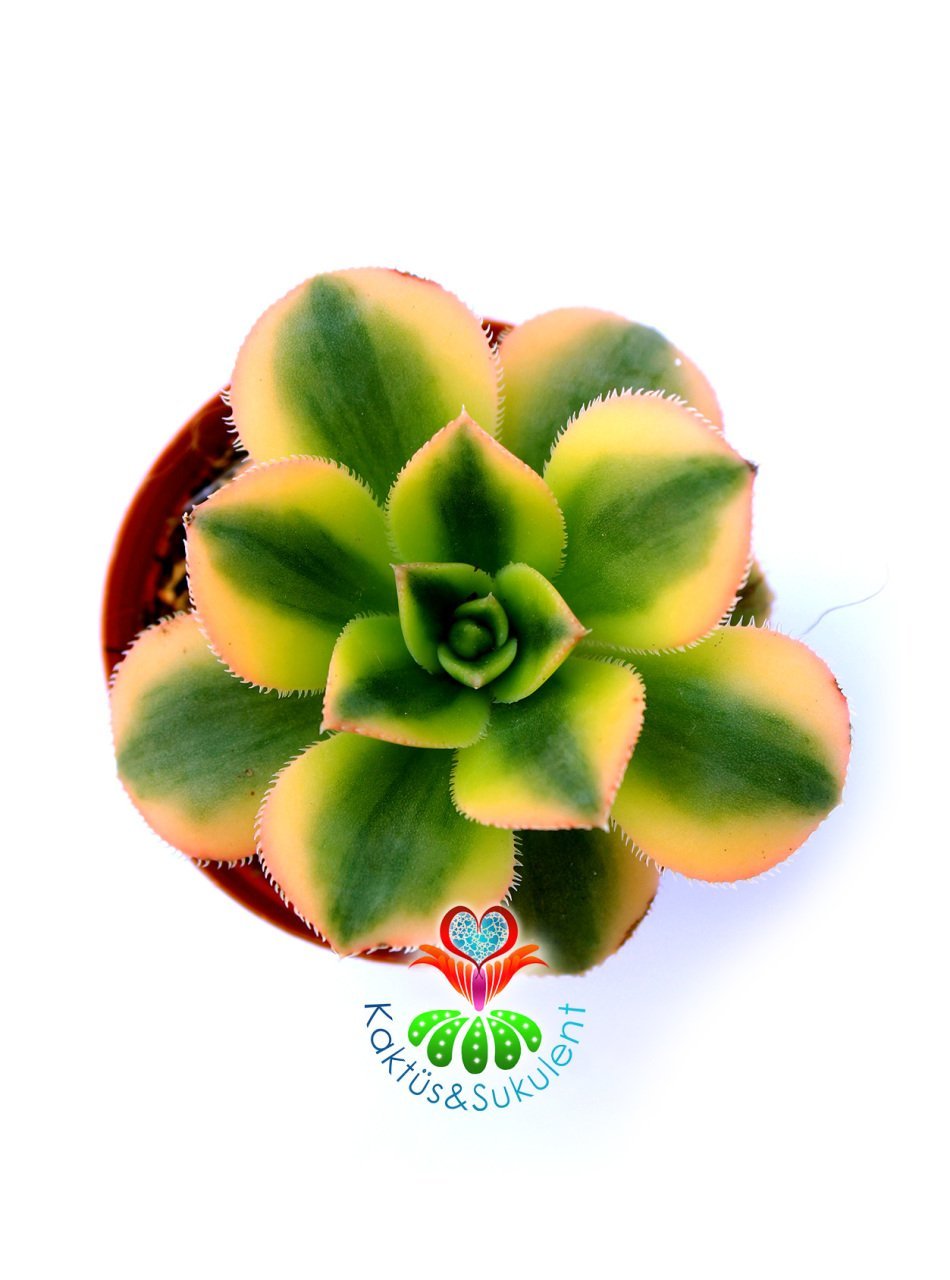 Aeonium 'Sunburst' -5,5 cm Saksıda Doğal Çift Renkli Nadir Sukulent