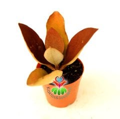 Sukulent, Kalanchoe Orgyalis Bakır Kaşık-Bronz-Kahverengi Renkli Yapraklı- 5,5 cm saksıda-Teraryum,Kaktus