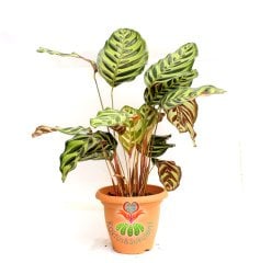 Calathea Makoyana-Tavuskuşu Çiçeği-Galetya-Mükemmel Salon, Dua Çiçeği-40 cm Boy