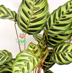 Calathea Makoyana-Tavuskuşu Çiçeği-Galetya-Mükemmel Salon, Dua Çiçeği-40 cm Boy