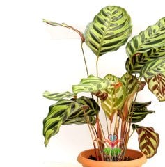 Calathea Makoyana-Tavuskuşu Çiçeği-Galetya-Mükemmel Salon, Dua Çiçeği-40 cm Boy