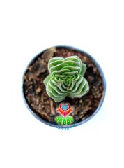 Crassula Buddha's Temple -Çok Nadir Tür-5,5 cm Saksıda Yerli Üretim