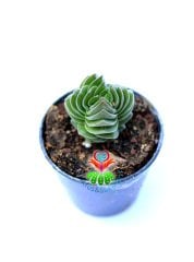 Crassula Buddha's Temple -Çok Nadir Tür-5,5 cm Saksıda Yerli Üretim