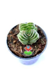 Crassula Buddha's Temple -Çok Nadir Tür-5,5 cm Saksıda Yerli Üretim