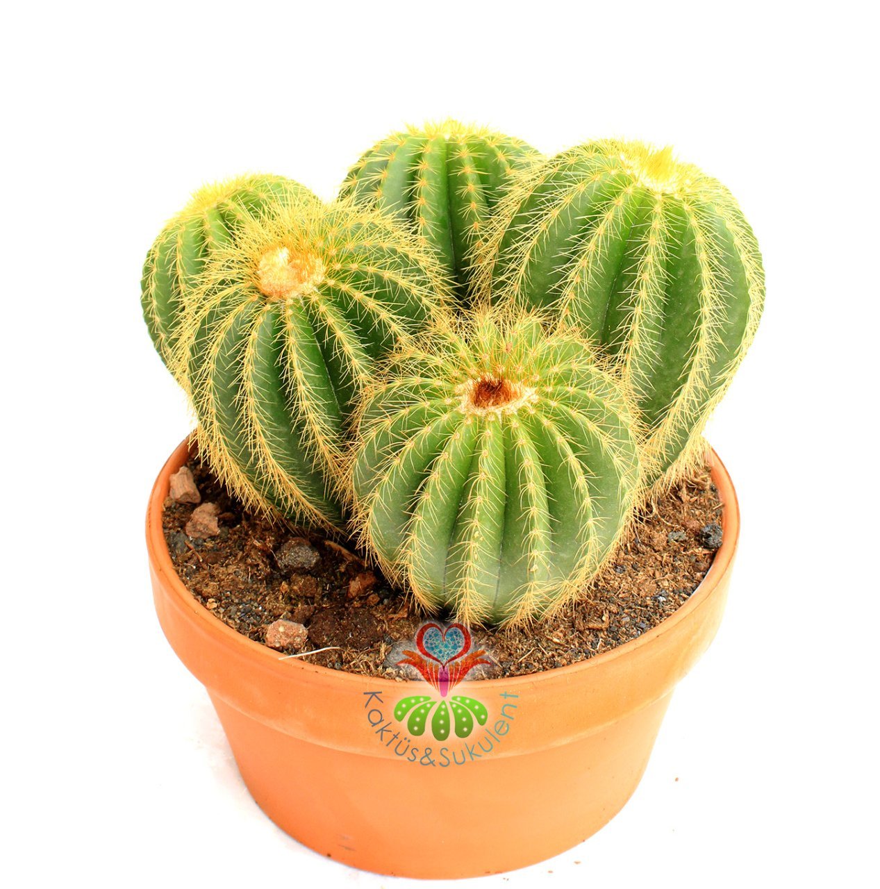 Notocactus (Eriocactus) Magnificus -Yavrulu-17 cm Seramik Saksıda -Cactus,Sukulent