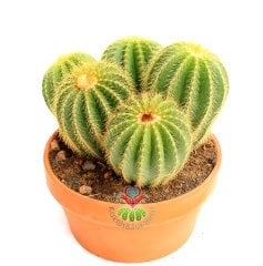 Notocactus (Eriocactus) Magnificus -Yavrulu-17 cm Seramik Saksıda -Cactus,Sukulent