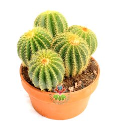 Notocactus (Eriocactus) Magnificus -Yavrulu-17 cm Seramik Saksıda -Cactus,Sukulent