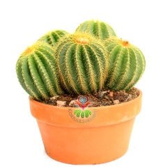 Notocactus (Eriocactus) Magnificus -Yavrulu-17 cm Seramik Saksıda -Cactus,Sukulent