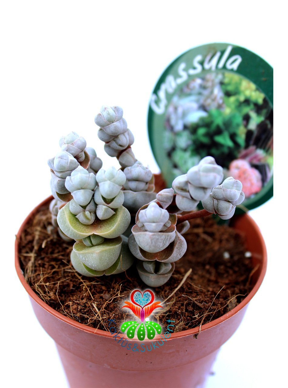 Crassula Arta-Katmanlı Beyaz-Gri Renk Özel Tür Sukulent-8,5 cm Saksıda